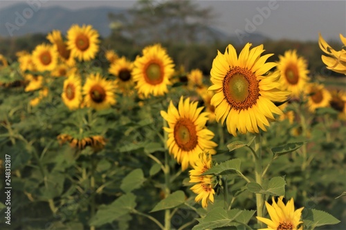 Fototapeta Naklejka Na Ścianę i Meble -  Sunflower in wide field.