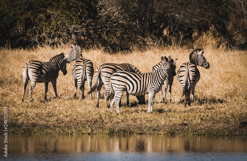 Herd of zebras in the African savannah