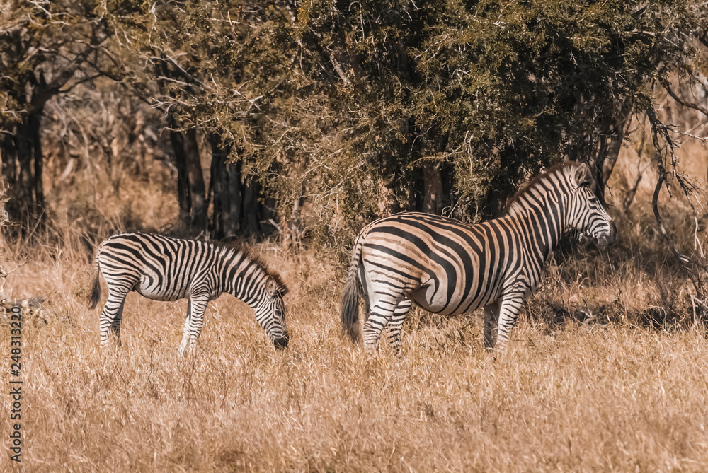 Obraz premium Herd of zebras in the African savannah