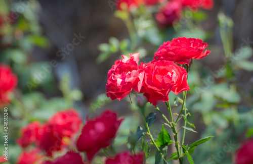 Beautiful red rose flower in the garden background,Valentine love
