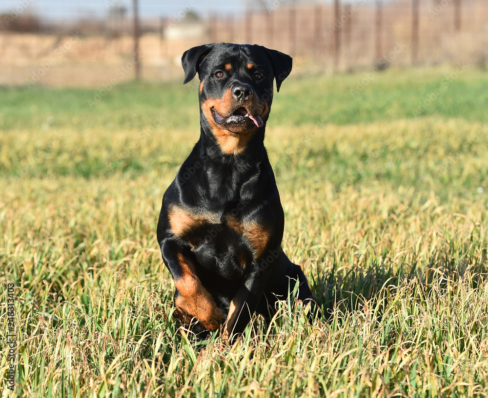 rottweiler en un campo verde