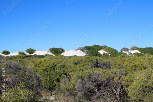 Vegetation on shifting sand dunes in Nambung National Park, Western Australia