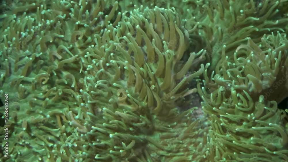 Closeup of Hairy Mushroom coral (Rhodactis indosinensis). Macro 1:1, underwater shot Closeup of Hairy Mushroom coral (Rhodactis indosinensis). Macro 1:1, underwater shot