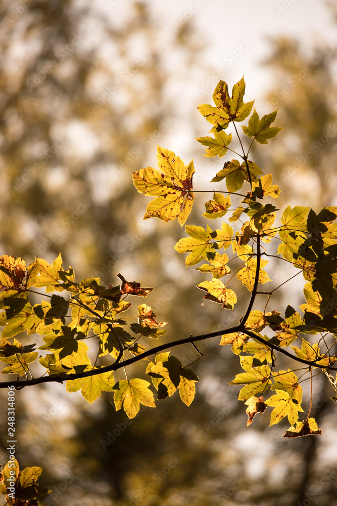 Orange maple leaves in a forest in Austria, autumn sun Orange maple leaves in a forest in Austria, autumn sun