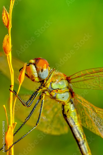 Macro shots, Beautiful nature scene dragonfly.  © blackdiamond67
