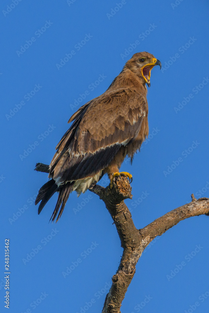 Tawny Eagle perched above the Serengeti Tawny Eagle perched above the Serengeti