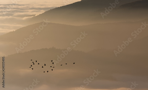 Migration des pigeons ramiers photo