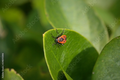 Beetle on green leaf © mari00sh