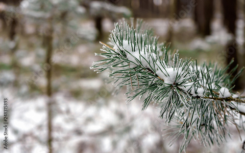Pine branches with snow. Winter background.