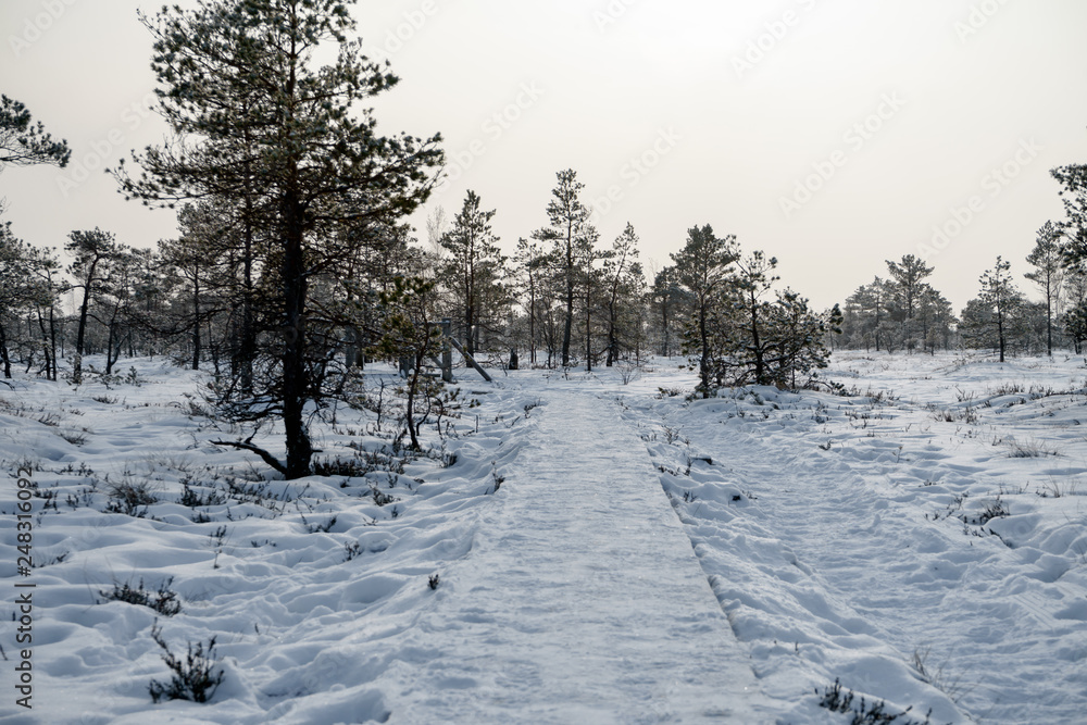 walking trail through the bog in Kemeri National Park, Latvia. walking trail through the bog in Kemeri National Park, Latvia.