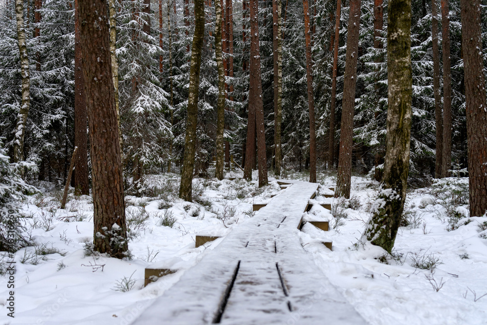 Fototapeta premium walking trail through the bog in Kemeri National Park, Latvia.