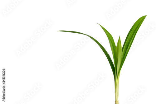 Fresh Pandan Green leaves isolated on white background.