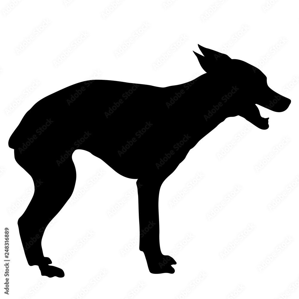 Chihuahua dog silhouette on a white background