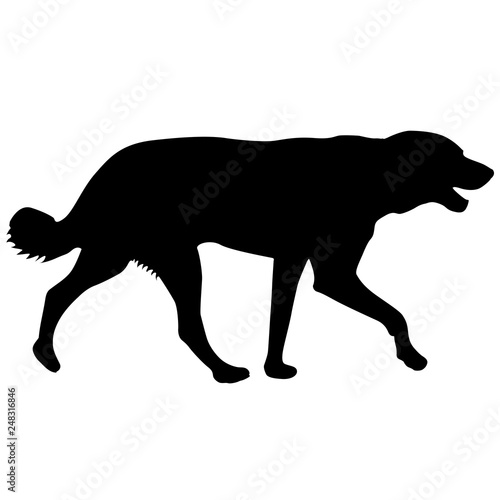 Labrador dog silhouette on a white background