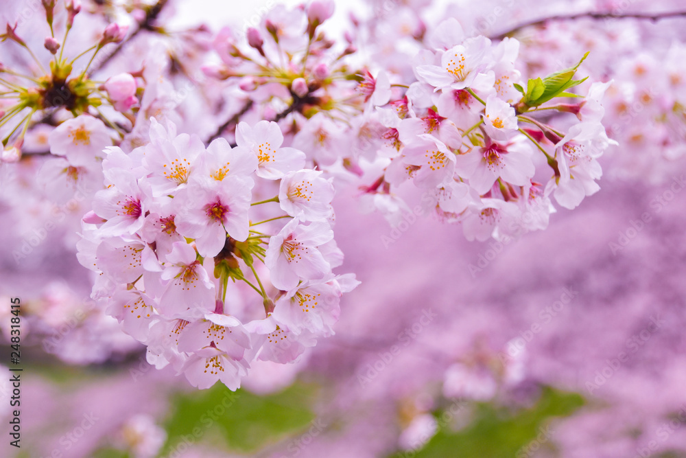 Japan's amazing landscape for wallpaper. Pastel pink / white cherry blossoms (sakura) blooming in spring in bright sunny day with blue sky