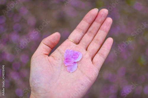 Beautiful pink cherry blossom petals on a hand with blurry pink and green background, in Sakura season in Tokyo, Japan. Spring