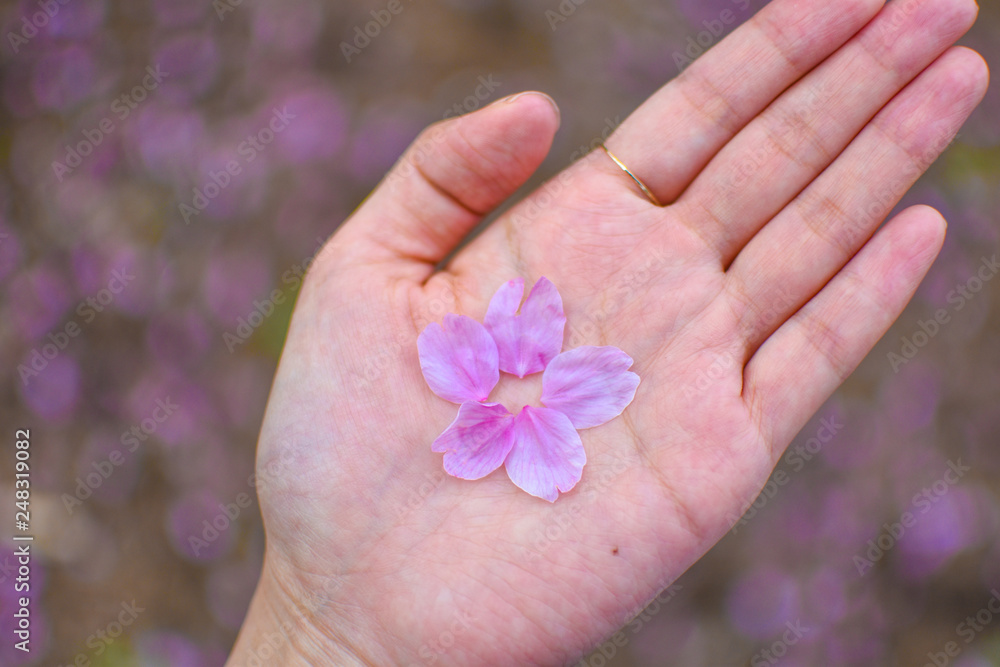 Fototapeta premium Beautiful pink cherry blossom petals on a hand with blurry pink and green background, in Sakura season in Tokyo, Japan. Spring