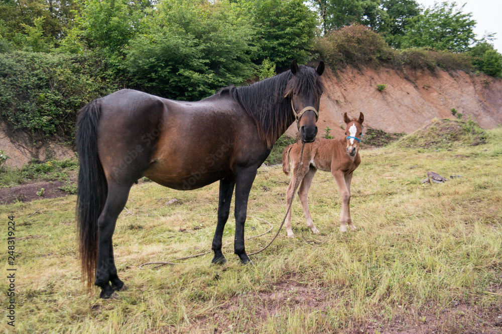 Fototapeta premium Grazing horse and foal