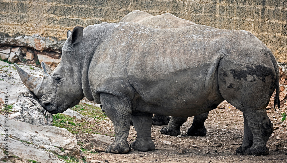 Fototapeta premium African rhinoceroses. Latin name - Diceros bicornis 