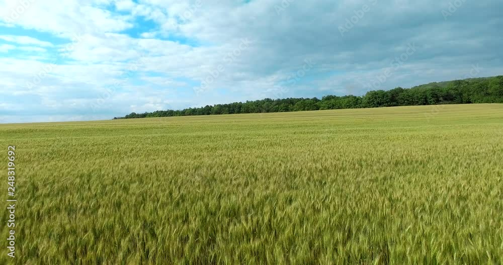Wheat field. Ukraine, Rivne region, Aerial drone view Wheat field. Ukraine, Rivne region, Aerial drone view