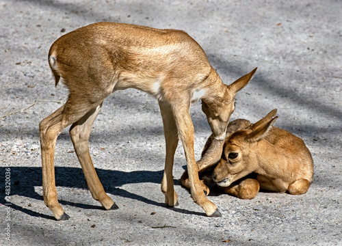 Young persian goitered gazelles. Latin name - Gazella subgutturosa	 photo