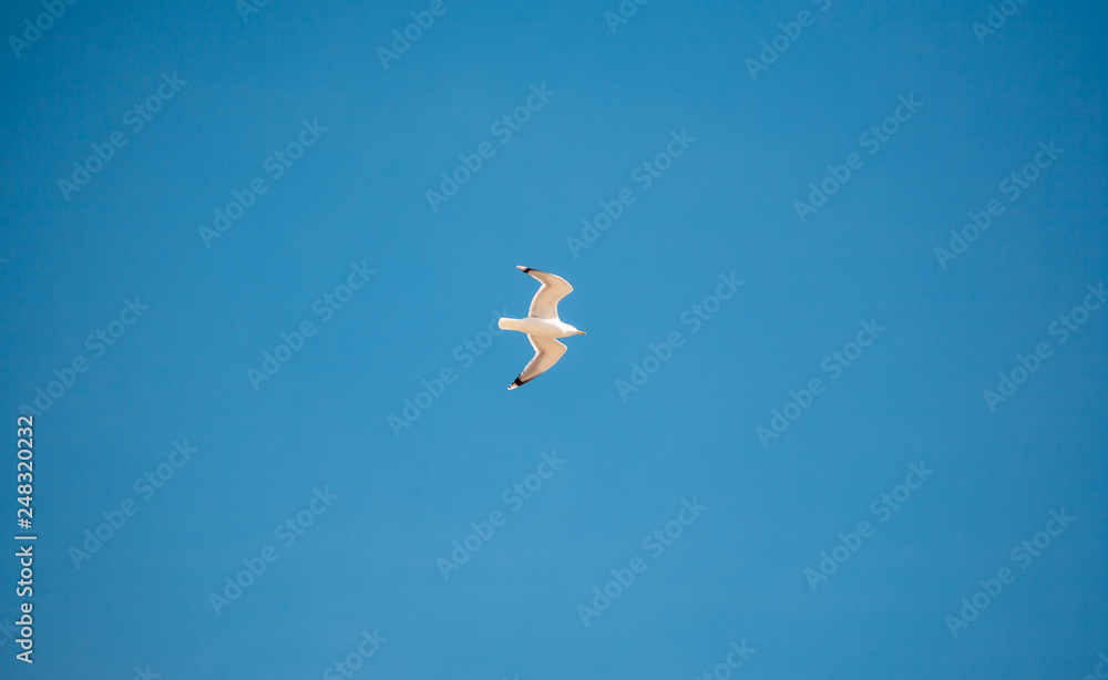seagull in the fly with the blue sky background