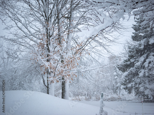 Nature all in white.