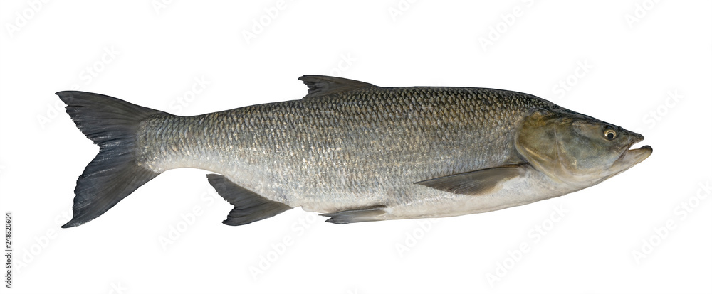 Aspius fishing. Big asp fish isolated on white background Aspius fishing. Big asp fish isolated on white background