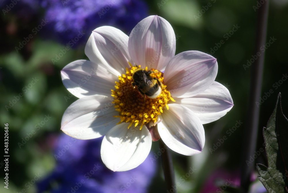 Obraz premium Hummel auf weißer Blüte 2019186