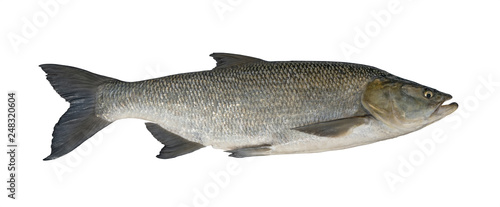 Aspius fishing. Big asp fish isolated on white background
