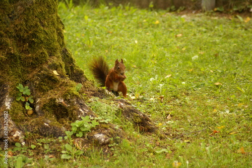 Eichhörnchen sitzend und fressend neben Baum 2019178