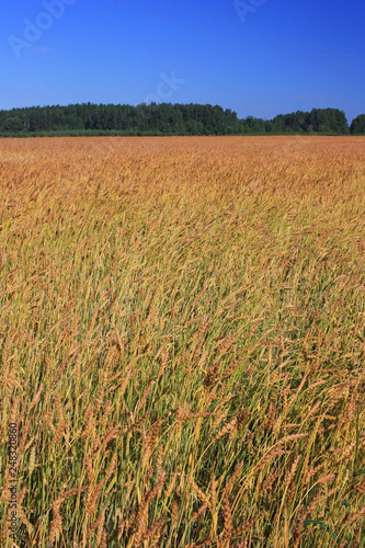 Field of ripe wheat ears