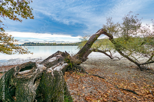 Baum am Ufer des Bodensees