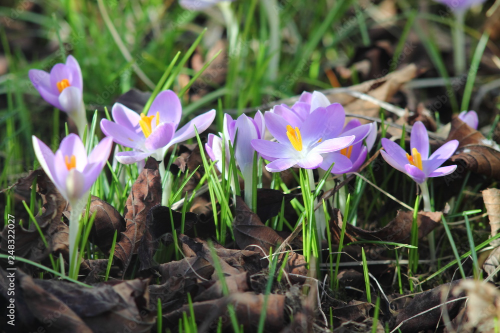 Purple crocus flowers on grass law. Springtime in german garden.Selected focus. Purple crocus flowers on grass law. Springtime in german garden.Selected focus.