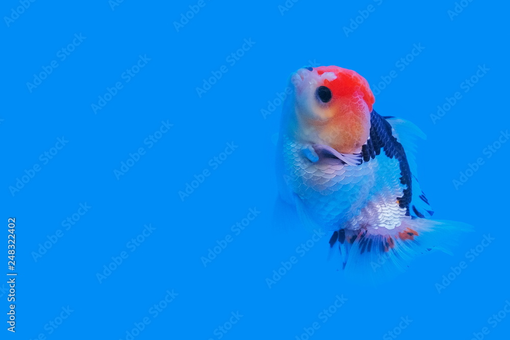 Beautiful Oranda Goldfish (Carassius auratus) White-black Color with red cap in glass tank on blue background, aquarium pet fish in Thailand.
