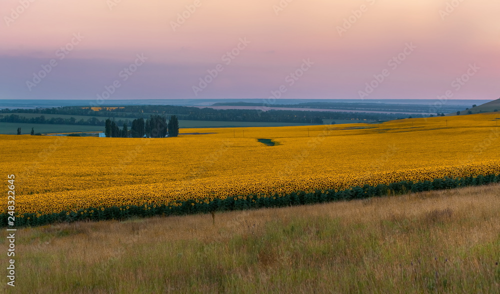 Orange sunset with yellow sunflower fields. Summer sunset. Agricultural landscape.