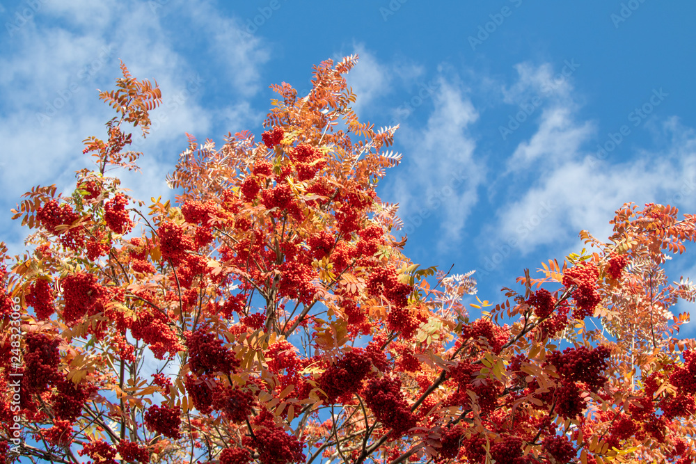 autumn tree ashberry bright colors of nature autumn tree ashberry bright colors of nature