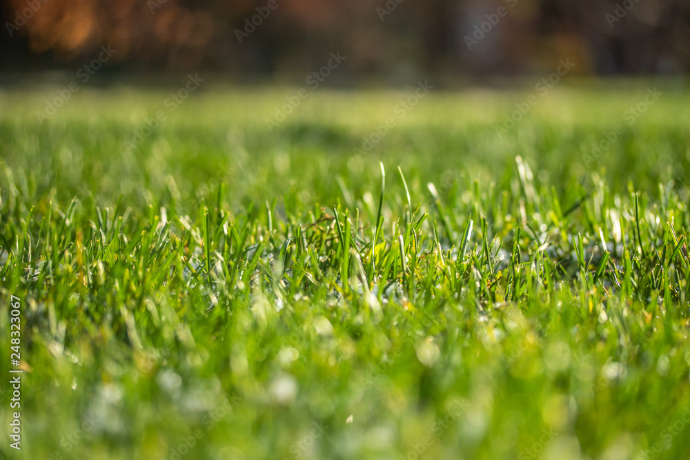 green grass snow blurred background bokeh green grass snow blurred background bokeh
