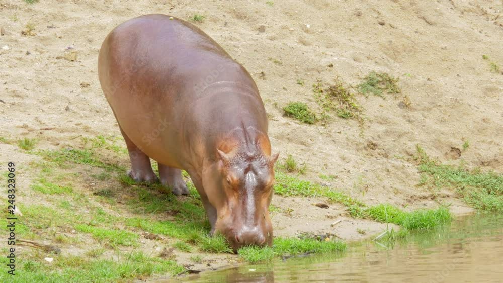 Close Up of Hippopotamus in the lake and nature. Close Up of Hippopotamus in the lake and nature.