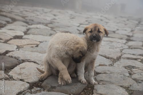 cur puppy in foggy day on the stone lane. mist and dog(s) © Emil