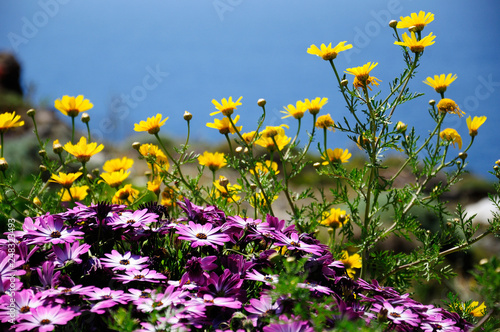 Beautiful spring flowers by the see on Andros island, Greece