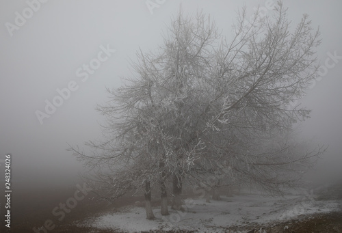 hard rime, frozen tree winter wonderland scenery. freezing fog and Mist background. moisture forming ice.