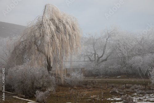 hard rime, frozen tree winter wonderland scenery. freezing fog and Mist background. moisture forming ice.