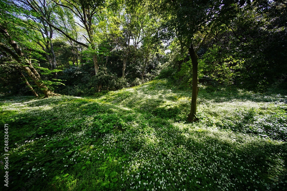 ニリンソウの花畑