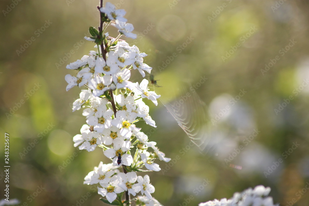 White spiraea flowers White spiraea flowers