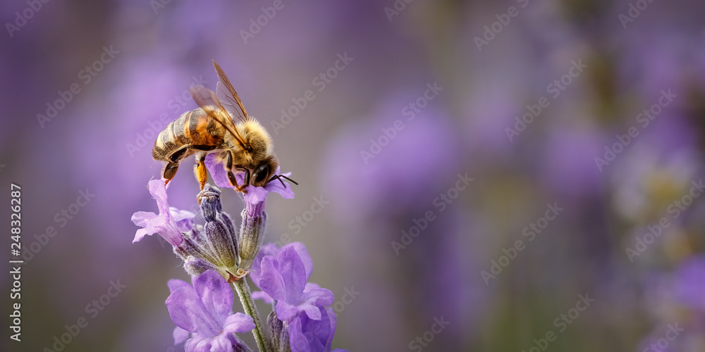 Bee and laverder flower closeup in purple field Bee and laverder flower closeup in purple field