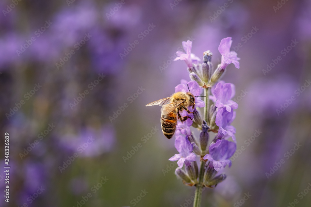 Bee and laverder flower closeup in purple field Bee and laverder flower closeup in purple field