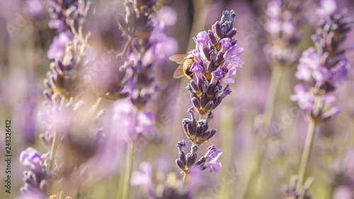 Bee and laverder flower closeup in purple field