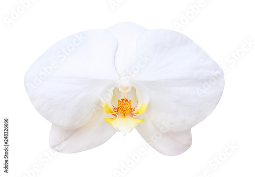 White phalaenopsis orchids flower blooming isolated on background with clipping path, natural ornamental plants
