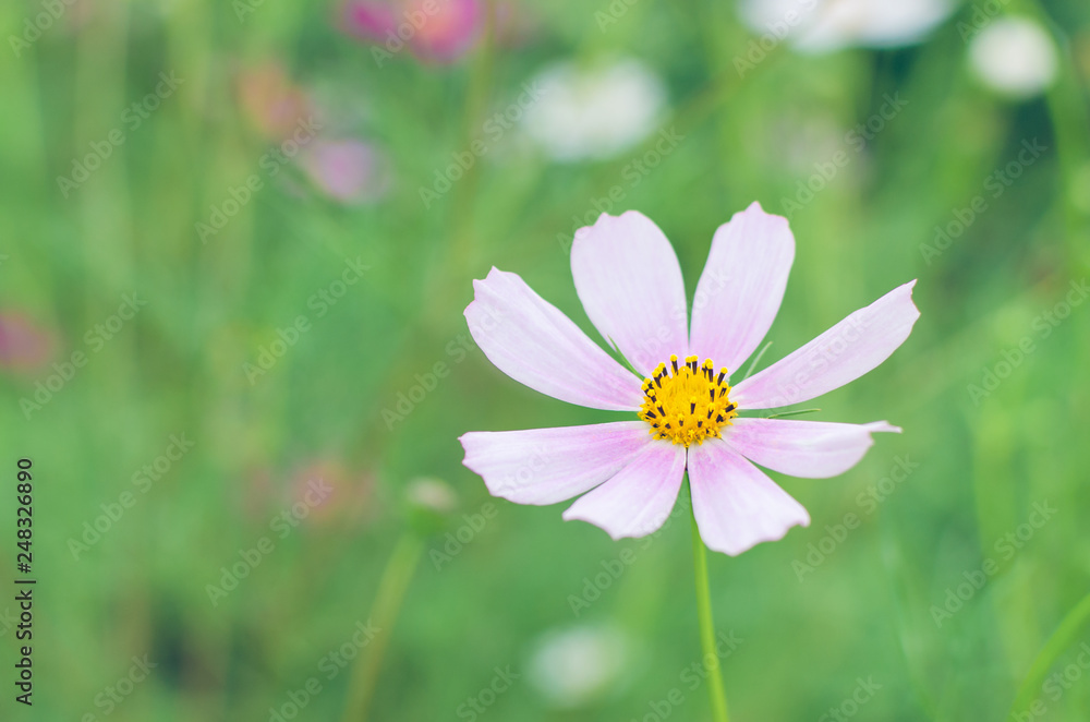 Flowers of the Cosmos in the flowerbed with a blurred background Flowers of the Cosmos in the flowerbed with a blurred background